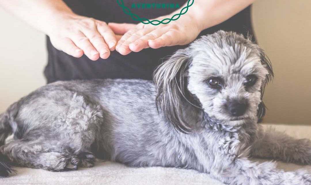 6 Benefícios do Reiki em Animais